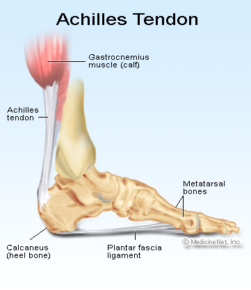 achilles tendon.jpg